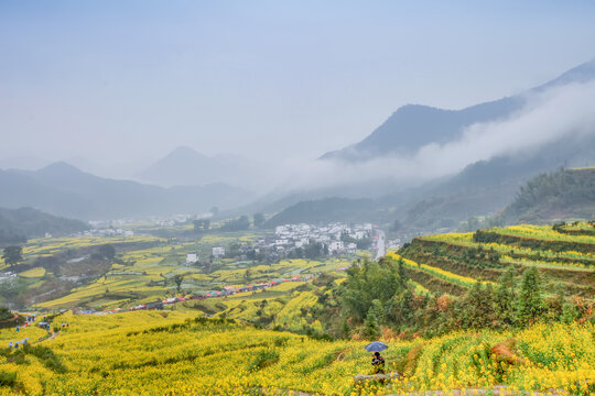 婺源江岭村油菜花