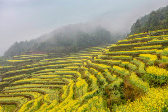 婺源江岭村油菜花