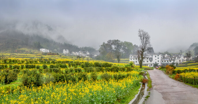 婺源江岭村油菜花全景图