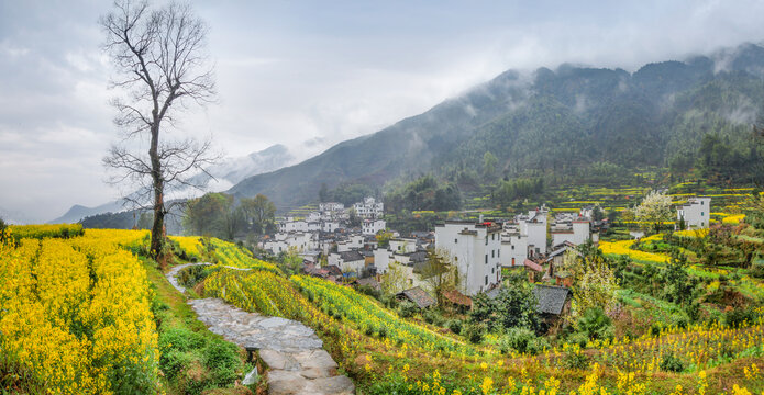 婺源江岭村油菜花全景图