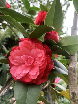 山茶花茶树花