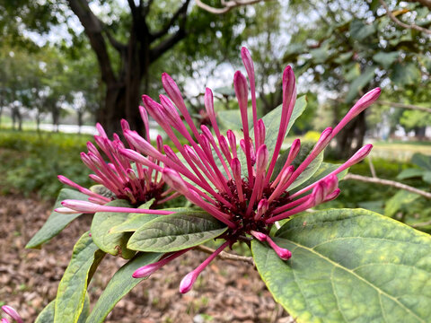 烟火树烟火花