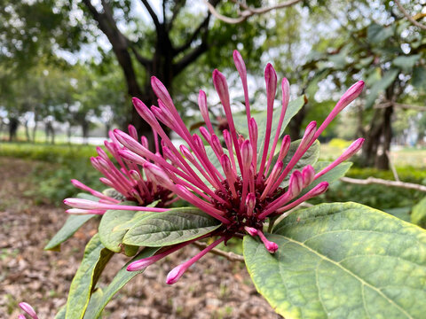 烟火树烟火花