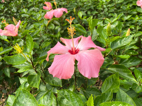 朱槿花