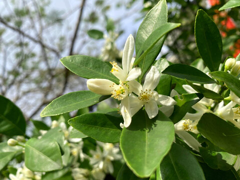 金桔花柑橘花柠檬花