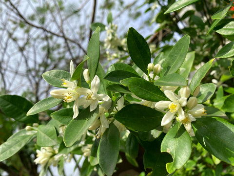 金桔花柑橘花柠檬花