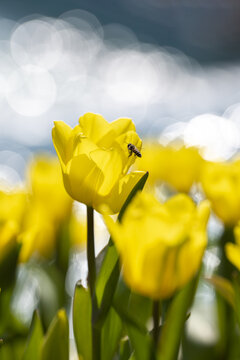 黄色郁金香花和蜜蜂