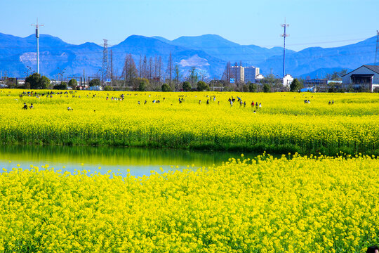 杭州铜鉴湖春天油菜花