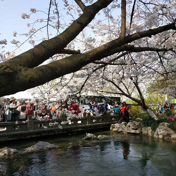 西湖太子湾樱花