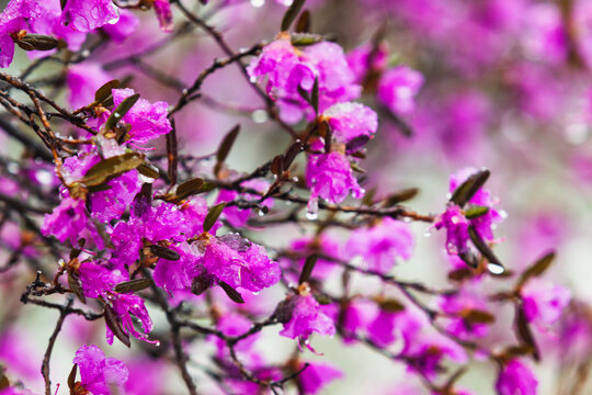 春雪杜鹃花