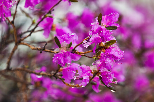 雪中杜鹃花