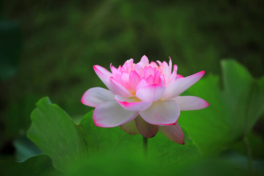 荷花粉色红花绿叶特写