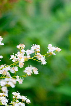 珍珠梅花草