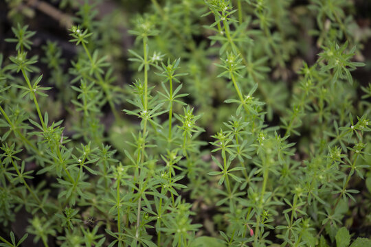 野草