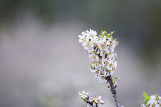 李花