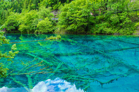 九寨沟箭竹海