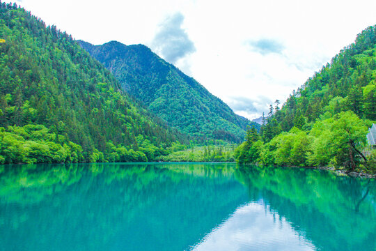 九寨沟箭竹海