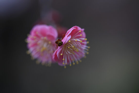 梅花