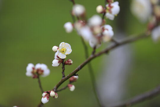 梅花