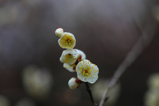 白梅花