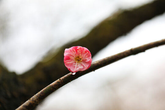 梅花