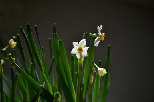 水仙花