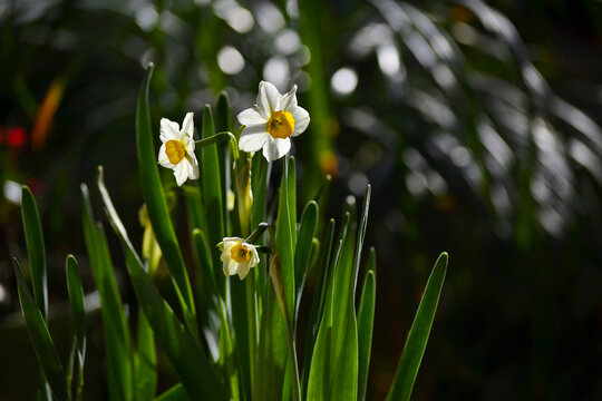 水仙花