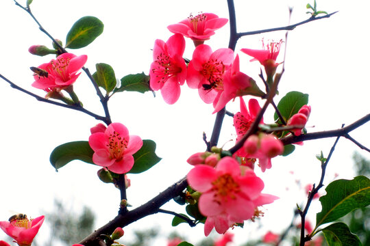 海棠花枝