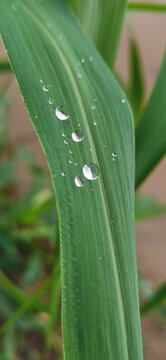 野草