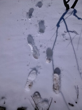 雪地上的脚印