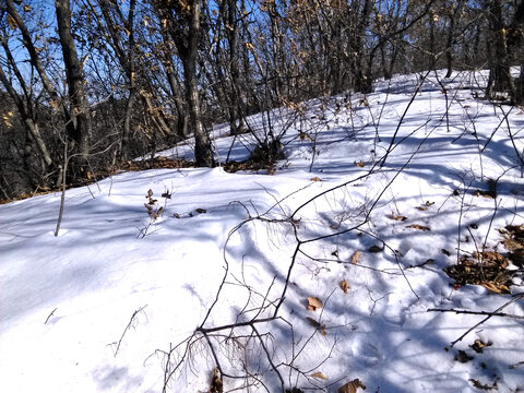 雪地疏影