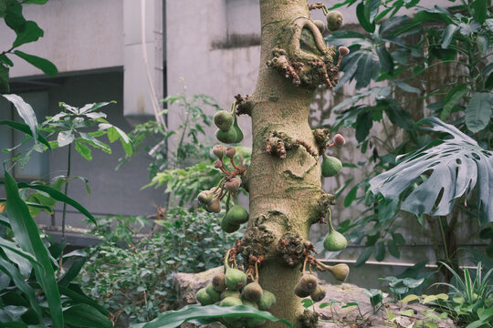 挂满果实的热带灌木