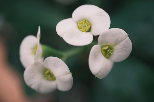 盛开的白色多肉花朵