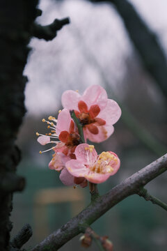 盛开的粉色梅花