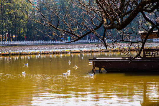 昆明翠湖公园