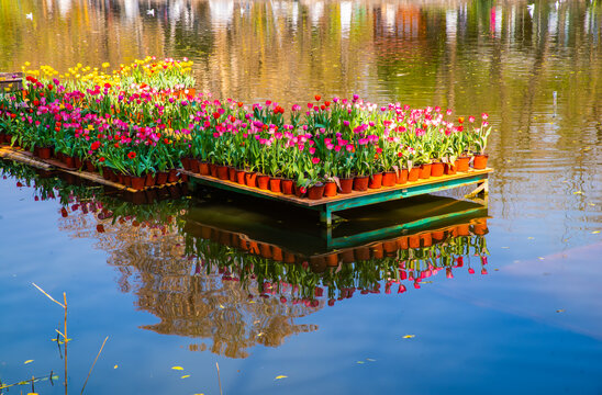 水上郁金香花