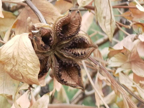 牡丹花果实