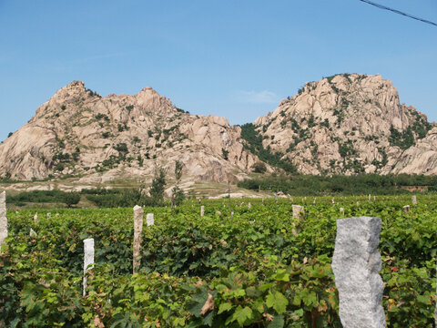 平度大泽山葡萄基地