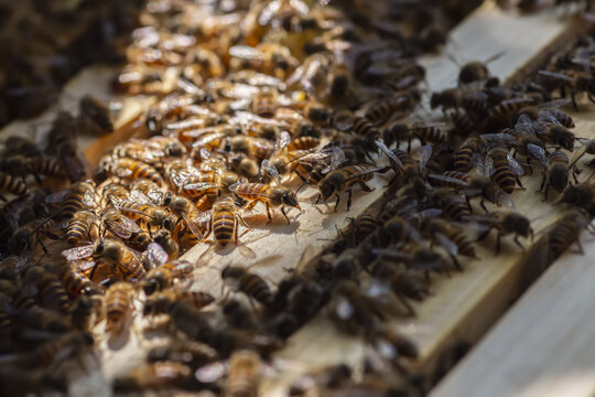 蜂箱中的蜜蜂