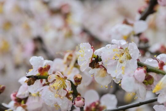 白色梅花