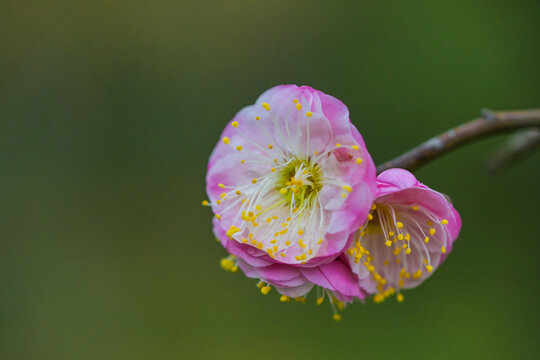 粉色梅花