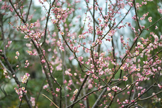 梅花