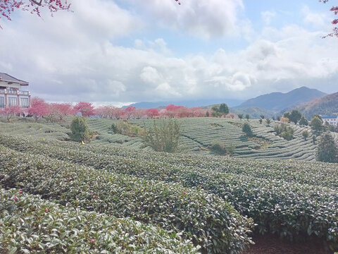 茶园美景