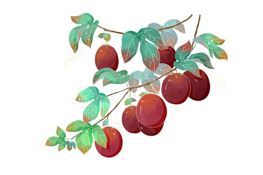 中國風水果百香果包裝插畫