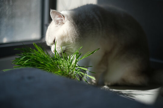 正在啃猫草的白色银点猫