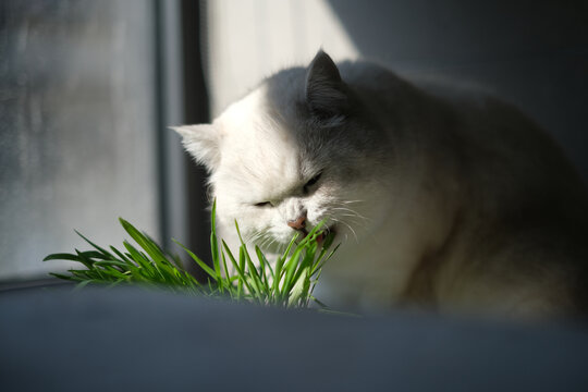 正在啃猫草的白色银点猫