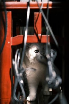 从桌子底下探头探脑的白色小猫