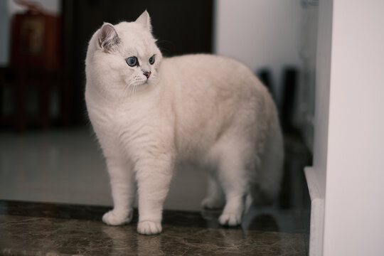 有着蓝色眼睛的白色小猫肖像
