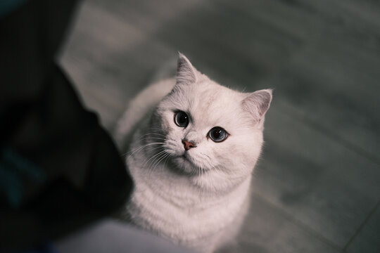 白色银点猫咪肖像
