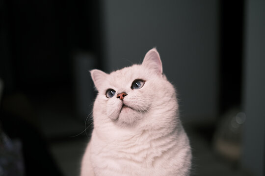 白色银点猫咪肖像